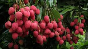 Shahi Litchi from Bihar exported to UK