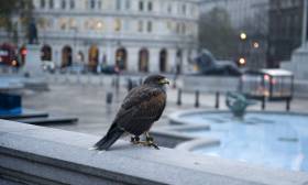A stressful life in the city affects birds'