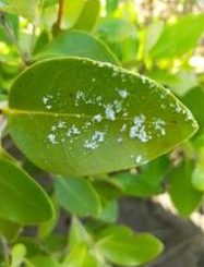 Salt-secreting Mangrove Species