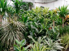 Invasive plants