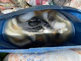 Coast Guard siezes 2000 Kg Sea Cucumber