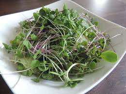Small but mighty Microgreens go from trendy vegetables
