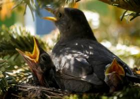 New research links tree health to how birds respond to climate change
