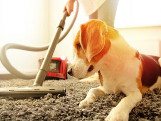 Common household noises may be stressing your dog