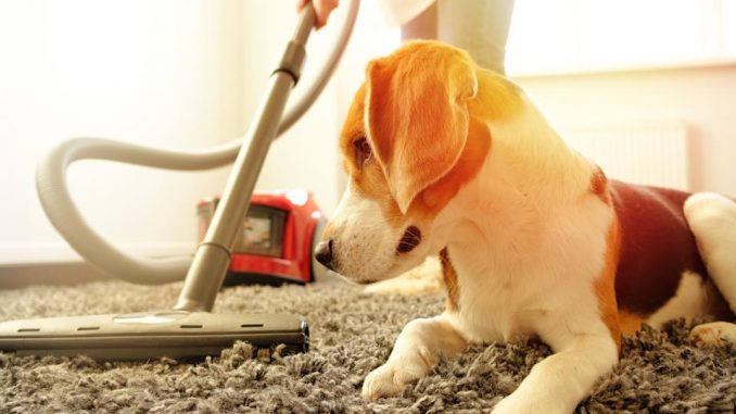 Common household noises may be stressing your dog