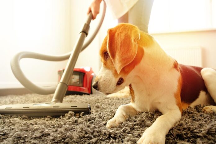 Common household noises may be stressing your dog