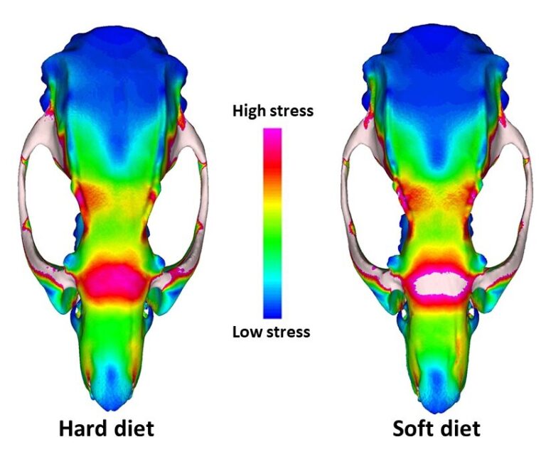 Soft food diet increases risks for captive animals released in wild