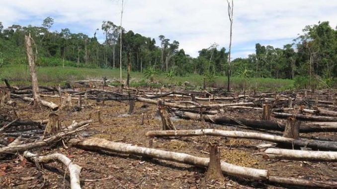 deforestation made outdoor wor