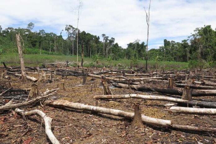 deforestation made outdoor wor