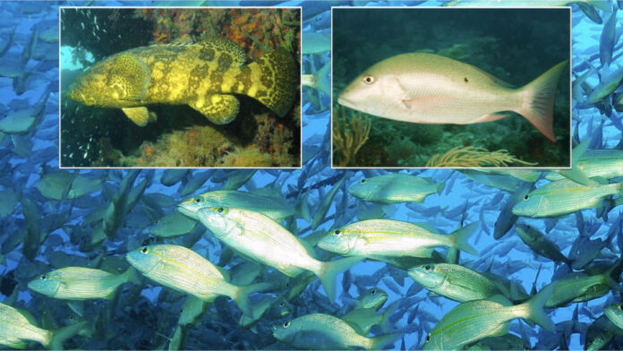 coral reef fish
