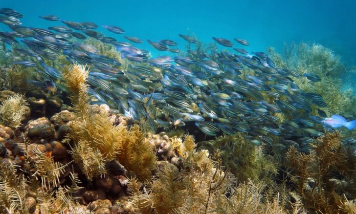 Caribbean coral reefs have been