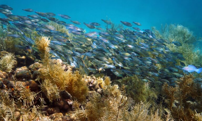 Caribbean coral reefs have been