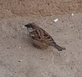 House Sparrows