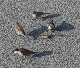 sparrows 1