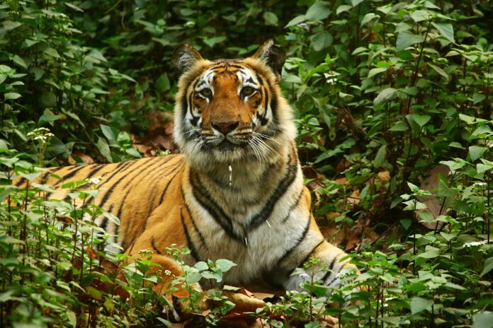 tiger conservationists