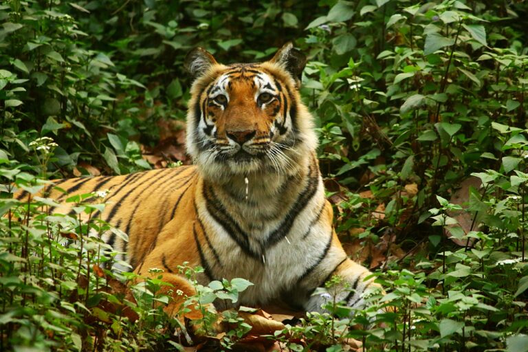tiger conservationists
