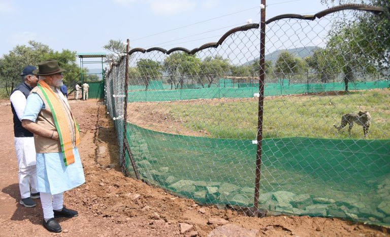 PM releases wild Cheetahs