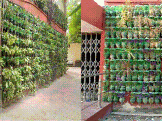 Creation of vertical gardens by the Income Tax Dept