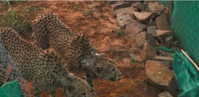 PM Modi shares news of cheetahs at Kuno