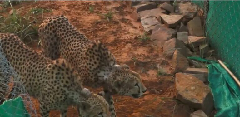 PM Modi shares news of cheetahs at Kuno