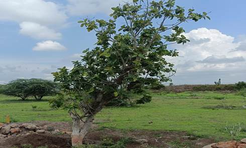 1,025 Banyan trees