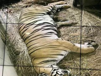Birth of Tiger Cubs at Delhi Zoo