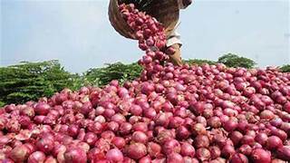 onion procurement