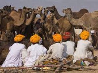 Camel trade 1