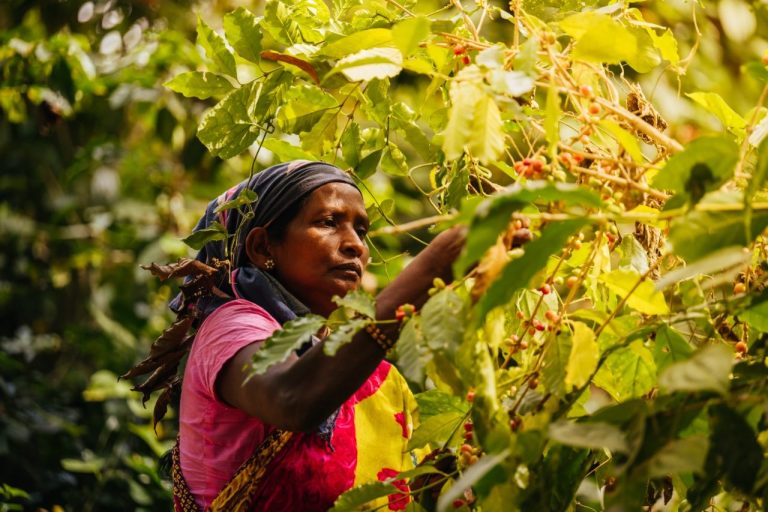 Koraput Coffee -Helping Tribals