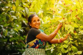 Koraput Coffee