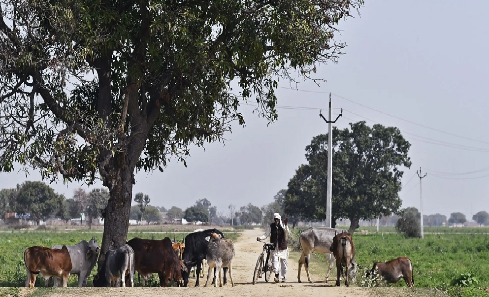 Stray Cattle