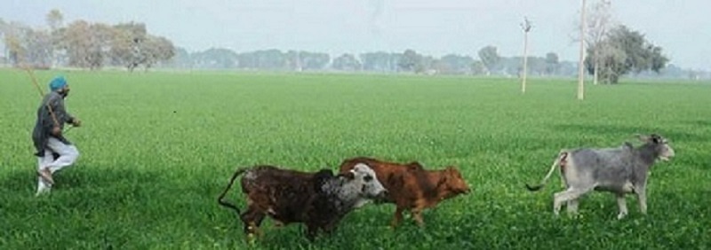 Stray Cattle